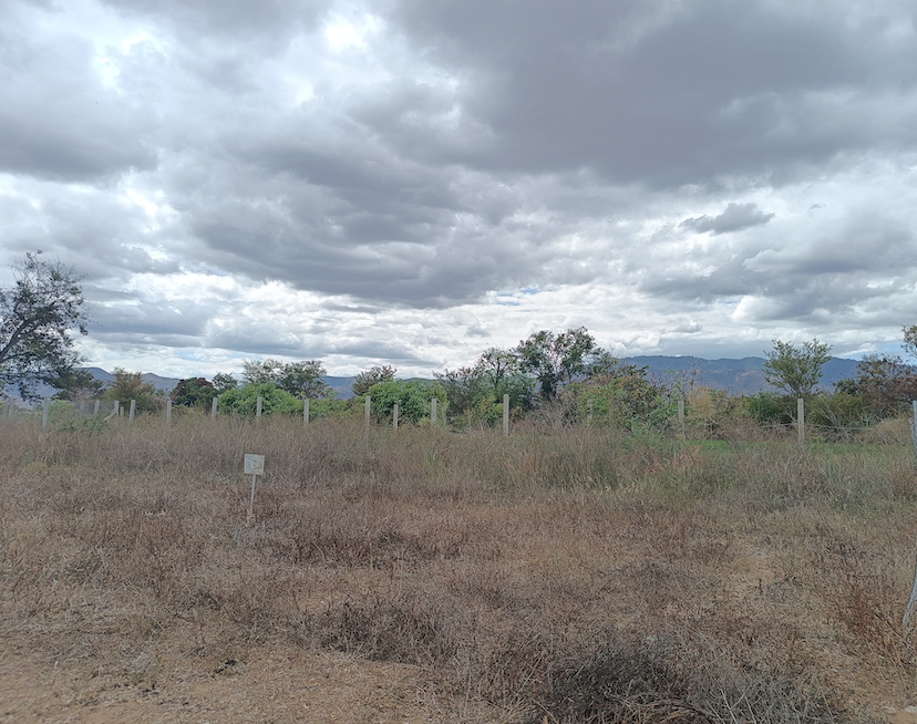 Captura de Pantalla 2025-05-16 a la(s) 12.01.45